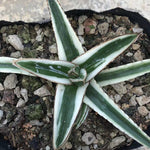 Haworthia 'Agave Victoria'