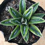 Haworthia Agave Victoriae-reginae 'Kizan'