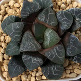 Haworthia Correcta 'Cobwebbing'