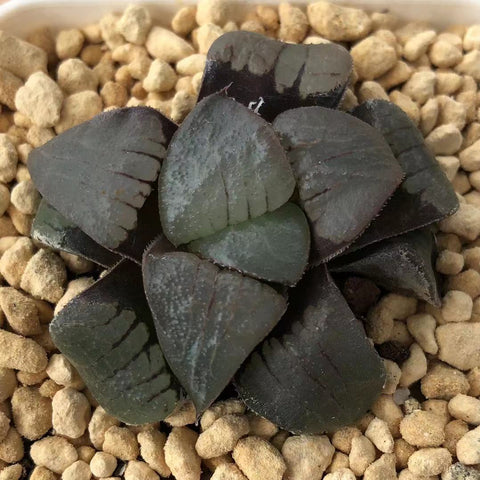 Haworthia Correcta 'Blue bird'