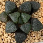 Haworthia Correcta 'Heart'