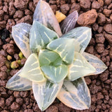 Haworthia Variegated 'Mutica'