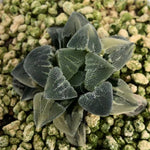 Haworthia Variegated  Pygmaea 'Crystallina' 實生