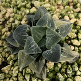 Haworthia Variegated  Pygmaea 'Crystallina' 實生