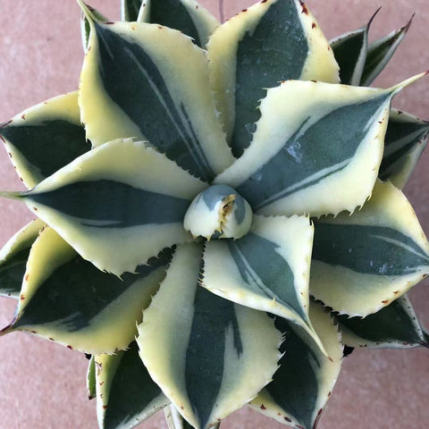 Haworthia Agave Potatorum 'Kichiokan'