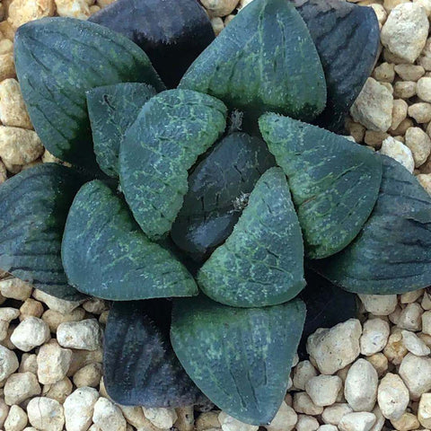 Haworthia 'Mangekyo' Other