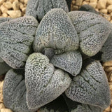 Haworthia Pygmaea 'Hakugin Testudou'