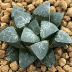 Haworthia Correcta 'White Monster God'