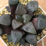 Haworthia Correcta 'Konaha'