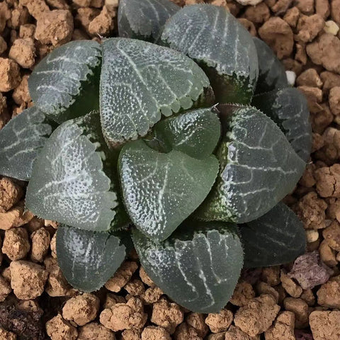 Haworthia Correcta 'Borax'