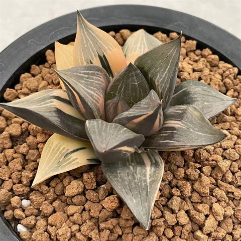 Haworthia Retusa variegated plant from offsets