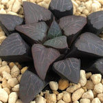 Haworthia Correcta  'Cupid'