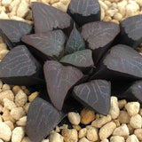 Haworthia Correcta  'Cupid'