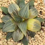 Haworthia Variegated 'Great white Shark'
