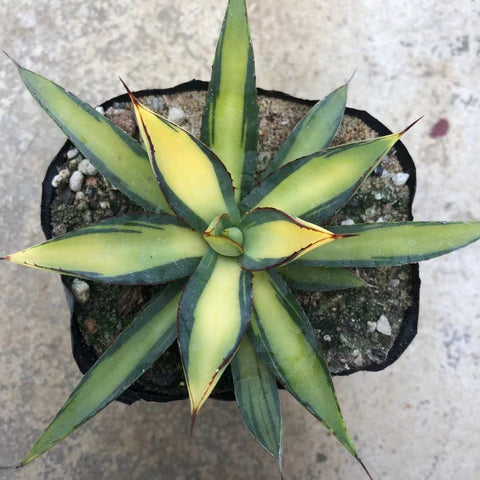 Haworthia 'Agave Burnt Burgundy'