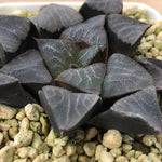 Haworthia Correcta