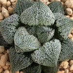 Haworthia 'Angel' Other