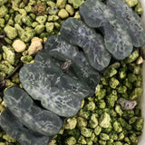 Haworthia Truncata 'Jade Glaze'