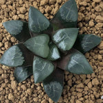 Haworthia Correcta