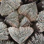 Haworthia 'Angel' Big Size Other