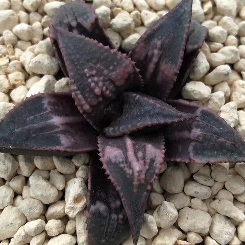 Haworthia Badia 'Tenkou'