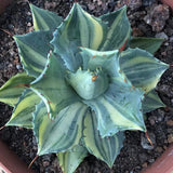 Haworthia 'Agave Potatorum variegated'