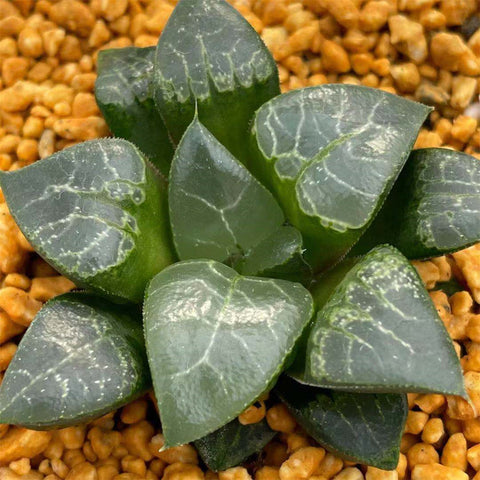 Haworthia Correcta