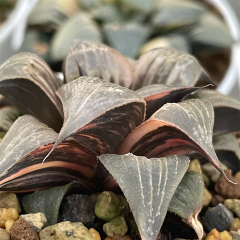 Haworthia Badia Pinky Variegated Mother Plant