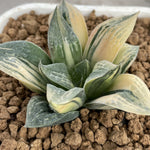 Haworthia Comptoniana variegated