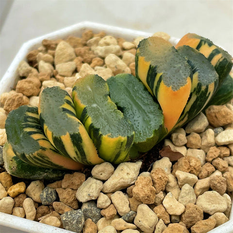 Haworthia Variegated Truncata 'Hiroshige'