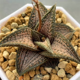 Haworthia Hard Leaf Kintaikyo Medium Size