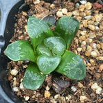 Haworthia Correcta small size ones for sale