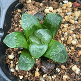 Haworthia Correcta small size ones for sale