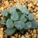 Haworthia  'Christmas candle' Other