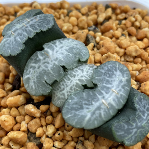 Haworthia Truncata 'Sprite'