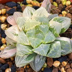 Haworthia Cooperi Variegated 'Hirose'