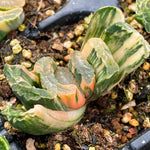 Haworthia Truncata Super Green Variegated