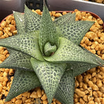 Haworthia Hard Leaf Tesselata