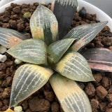 Haworthia Comptoniana Reverse Variegated