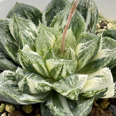 Haworthia Cooperi Variegated 'Lotus Lantern' Big Size