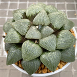 Haworthia Oyayubihime Other