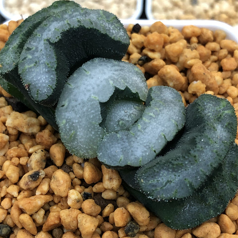 Haworthia Truncata Shoho