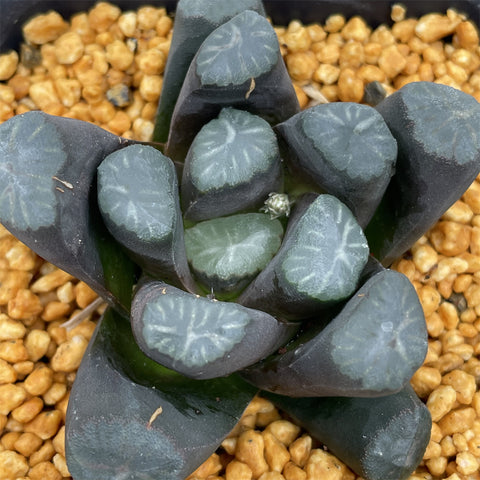 Haworthia Maughanii 'Nara'