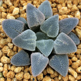 Haworthia Pygmaea 'Ice Diamond'