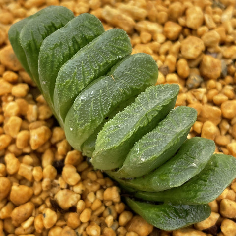 Haworthia Truncata Green