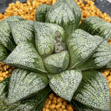 Haworthia Picta 'Ozawa'