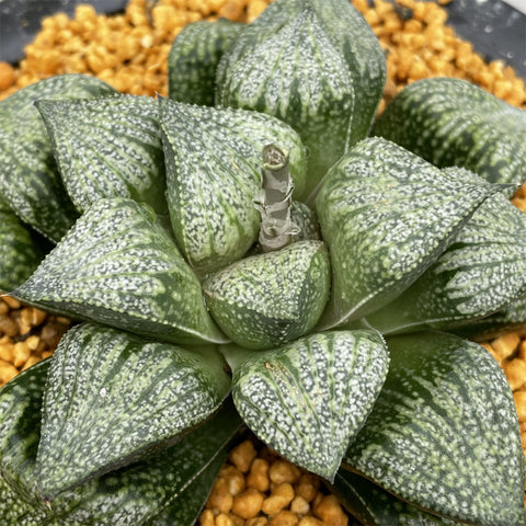 Haworthia Picta 'Ozawa'