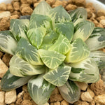 Haworthia Obtusa N1 variegated