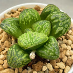 Haworthia Splendid Hybrid 'Morning Star' plant from seeds