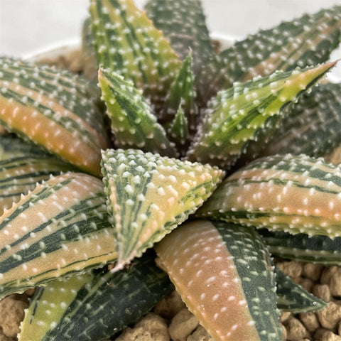 Haworthia Hard Leaf Koelmaniorum x Pumila Snowy Winter variegated